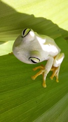 Boana platanera