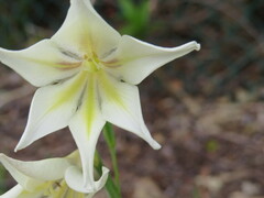 Gladiolus tristis