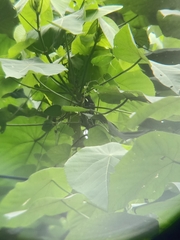 Hemicircus concretus