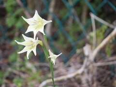 Gladiolus tristis
