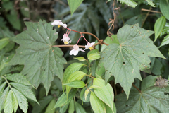 Begonia palmata