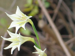 Gladiolus tristis