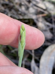 Calochilus