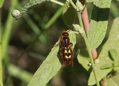 Xanthocampsomeris limosa