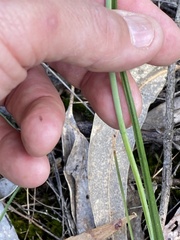 Calochilus