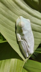 Boana platanera