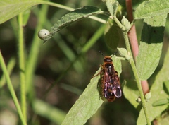 Xanthocampsomeris limosa