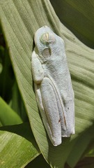 Boana platanera