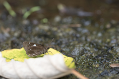 Notocrypta curvifascia