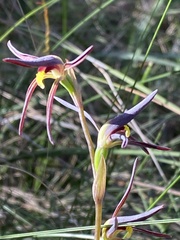 Lyperanthus suaveolens