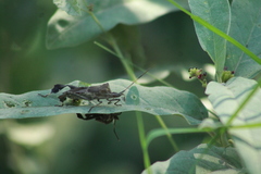 Leptoglossus zonatus