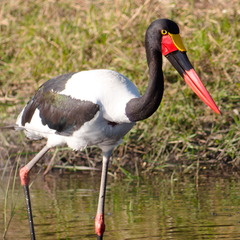 Ephippiorhynchus senegalensis