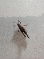 Xenocatantops humilis