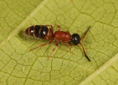 Myrmosa atra