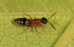 Myrmosa atra