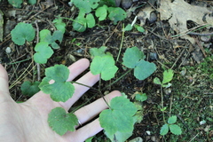 Ranunculus recurvatus
