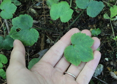 Ranunculus recurvatus