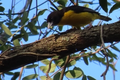 Ploceus bicolor bicolor