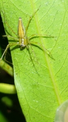 Oxyopes macilentus