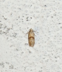 Cochylidia heydeniana