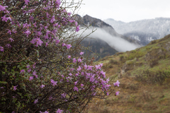 Rhododendron ledebourii