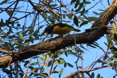 Ploceus bicolor bicolor