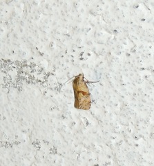 Cochylidia heydeniana