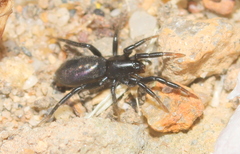 Zelotes