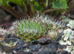 Orostachys spinosa