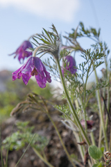 Pulsatilla turczaninovii