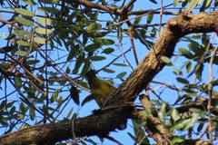 Ploceus bicolor bicolor