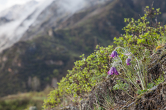 Pulsatilla turczaninovii
