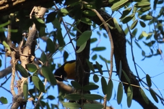 Ploceus bicolor bicolor