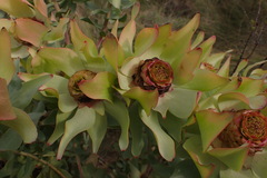 Leucadendron tinctum