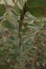 Leucadendron tinctum