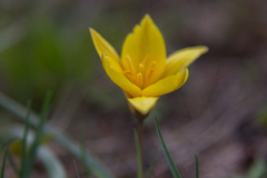 Tulipa uniflora
