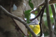 Ploceus bicolor bicolor