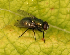 Neomyia cornicina