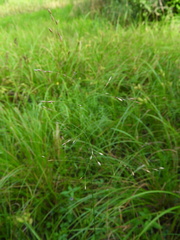 Agrostis scabra