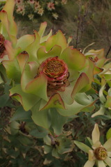 Leucadendron tinctum