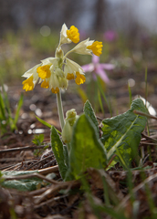 Primula veris macrocalyx