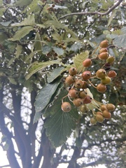 Scandosorbus