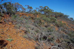 Melaleuca marginata