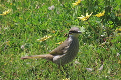 Gavicalis virescens