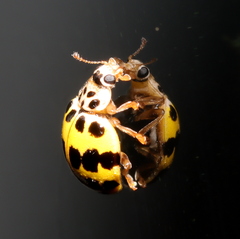 Psyllobora variegata