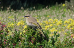 Gavicalis virescens