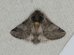 Thaumetopoea processionea