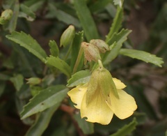 Hermannia saccifera