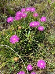 Lampranthus spectabilis