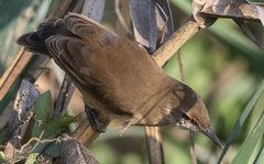 Locustella luscinioides